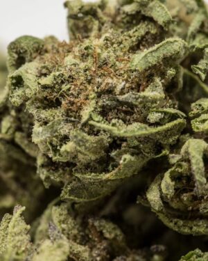 Cookie Monster Cannabis Strain