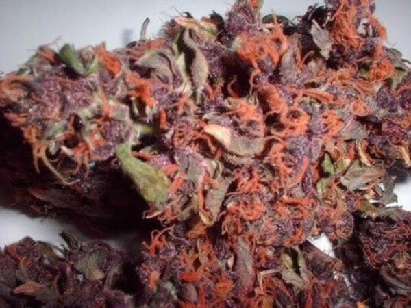 Red Haze Marijuana Strain UK