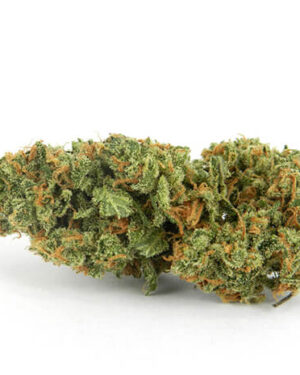 Buy XJ-13 Cannabis Strain