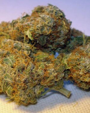 Swazi Gold Cannabis Strain UK