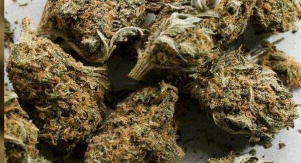 Buy Aceh Marijuana Strain UK