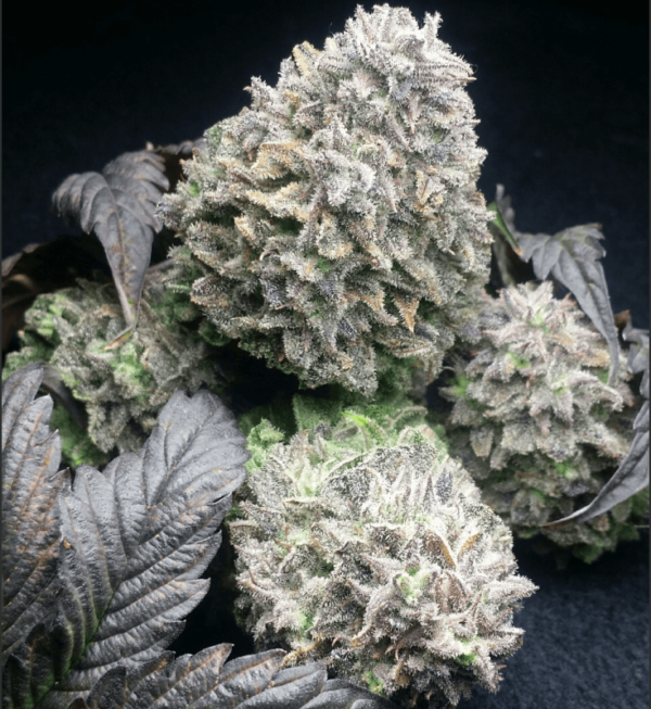 Dr. Feel Good Marijuana Strain