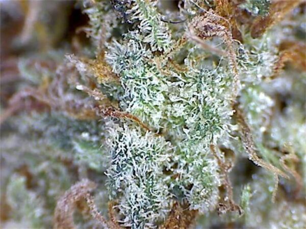 Goldberry Cannabis Strain