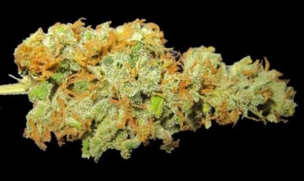 Hawaiian Sativa Marijuana Strain UK