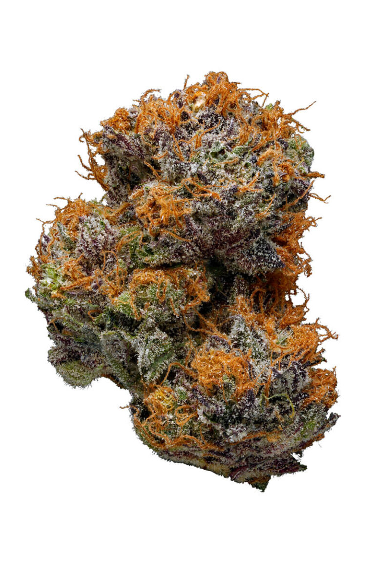 G-13 Purple Haze Marijuana Strain - Hybrid Strains - Cannabis Pharm UK