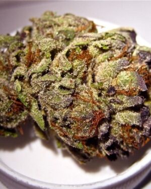 Purple Tonic Strain